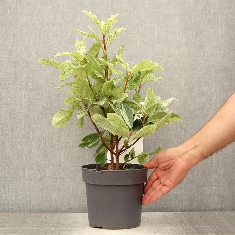 Exemplar von Photinia serratifolia Pink Crispy - Sägeblättrige Glanzmispel Topf mit 2L/3L wie im Sommer geliefert