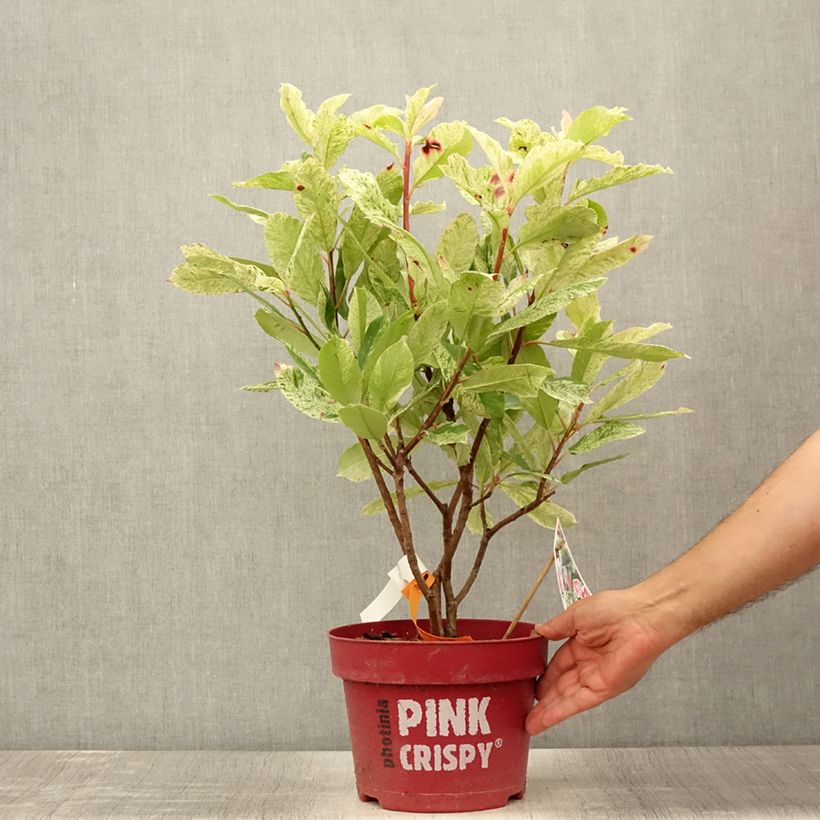 Exemplar von Photinia serratifolia Pink Crispy - Sägeblättrige Glanzmispel Topf mit 4L/5L wie im Sommer geliefert