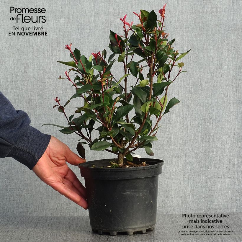 Exemplar von Rote Glanzmispel Nana - Photinia fraseri Topf mit 2L/3L wie im Herbst geliefert