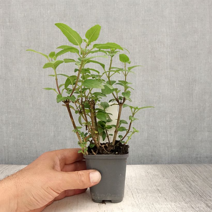 Exemplar von Kapfuchsie - Phygelius capensis Kleine Töpfe von 8/9 cm wie im Sommer geliefert