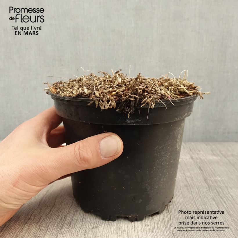 Exemplar von Phyla nodiflora - Teppichverbene Topf mit 2L/3L wie im Frühjahr geliefert