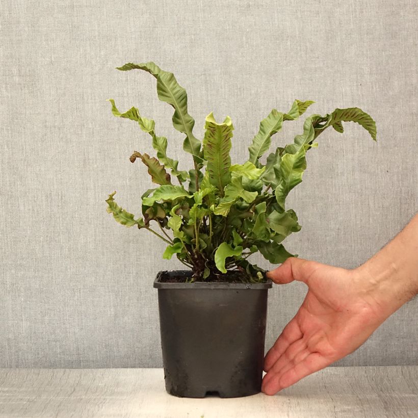 Exemplar von Hirschzungenfarn - Phyllitis scolopendrium Topf mit 2L/3L wie im Sommer geliefert