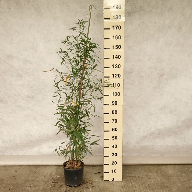 Exemplar von Goldrohr Bambus Holochrysa - Phyllostachys aurea Topf mit 12L/15L wie im Sommer geliefert