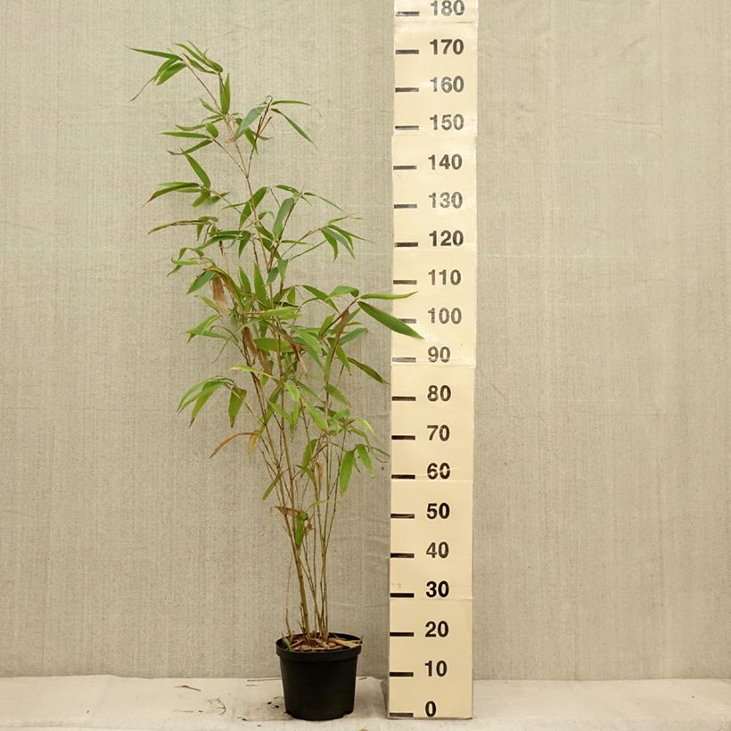 Exemplar von Moso-Bambus - Phyllostachys edulis Topf mit 4L/5L wie im Herbst geliefert