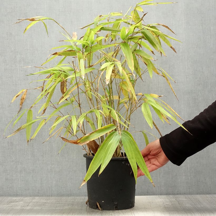 Exemplar von Moso-Bambus - Phyllostachys edulis Topf mit 4L/5LGelieferte Höhe ca. 80/100cm wie im Frühjahr geliefert