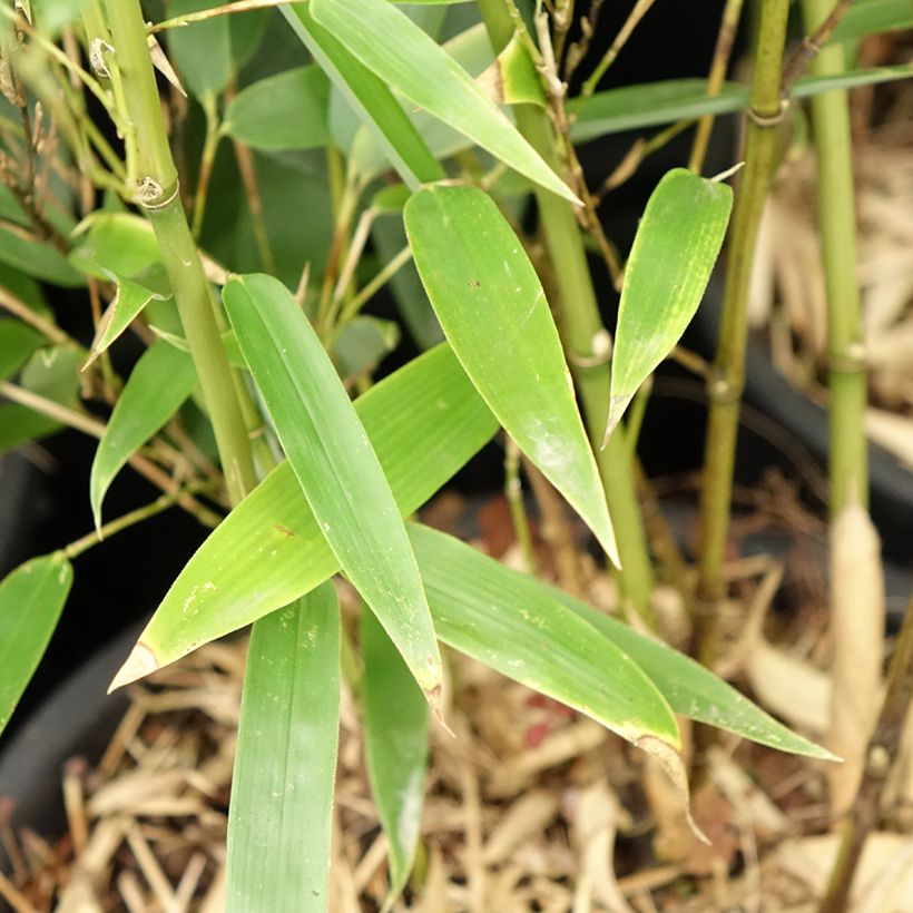 Wasserbambus - Phyllostachys heteroclada (Laub)