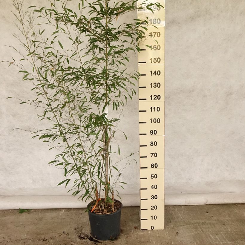 Exemplar von Tigerfleckenbambus Boryana - Phyllostachys nigra Topf mit 12L/15L wie im Sommer geliefert