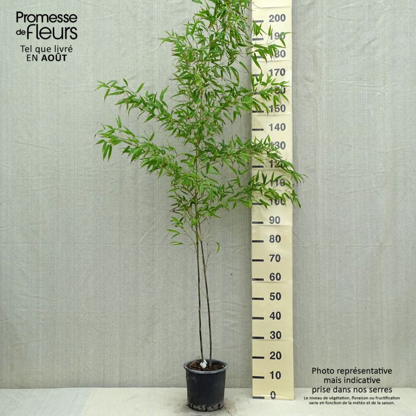 Exemplar von Tigerfleckenbambus Boryana - Phyllostachys nigra Topf mit 4L/5L wie im Sommer geliefert