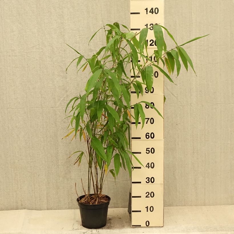 Exemplar von Kleinblütiger Bambus - Phyllostachys parviflora Topf mit 12L/15L wie im Sommer geliefert