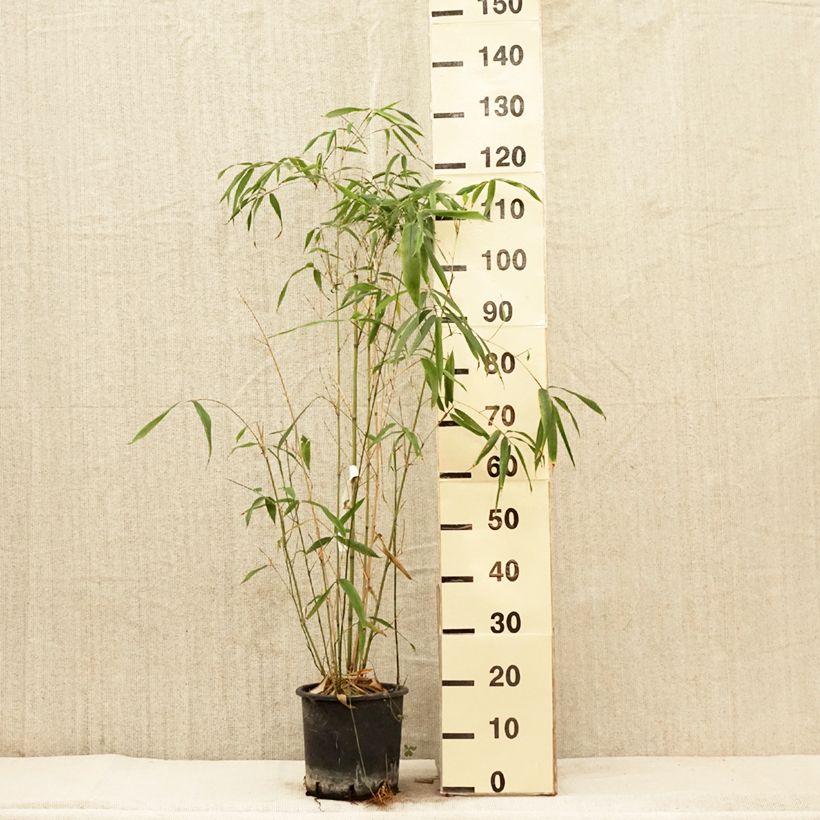 Exemplar von Rotrand-Bambus - Phyllostachys rubromarginata Topf mit 4L/5L wie im Frühjahr geliefert
