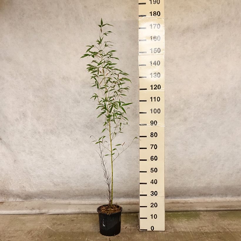 Exemplar von Gelber Furchen Bambus Sulphurea - Phyllostachys viridis Topf mit 4L/5L wie im Herbst geliefert