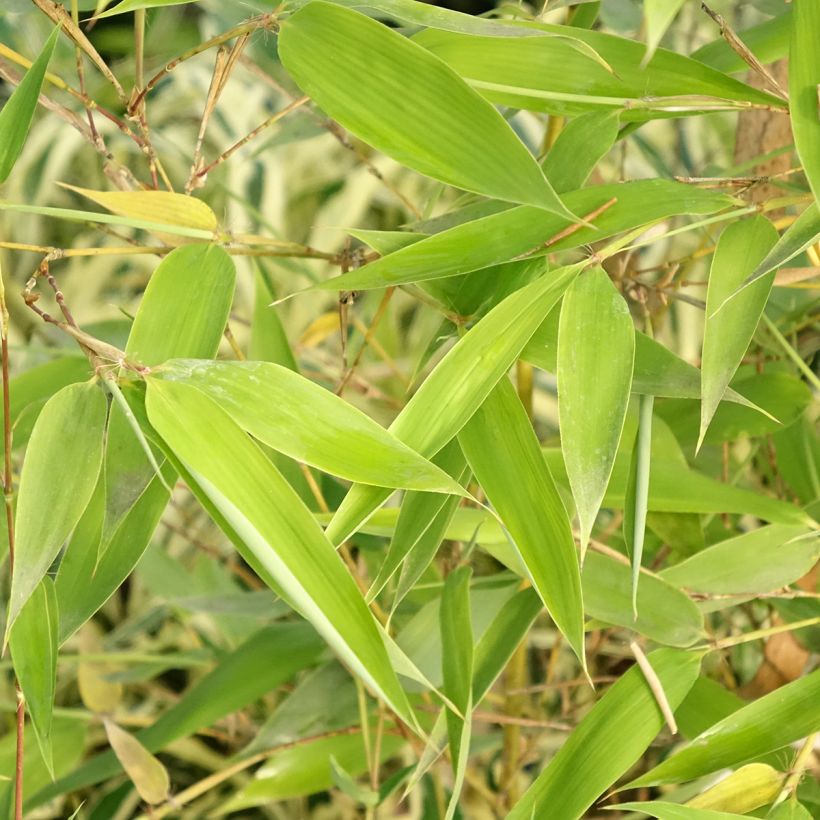 Gelber Furchen Bambus Sulphurea - Phyllostachys viridis (Laub)