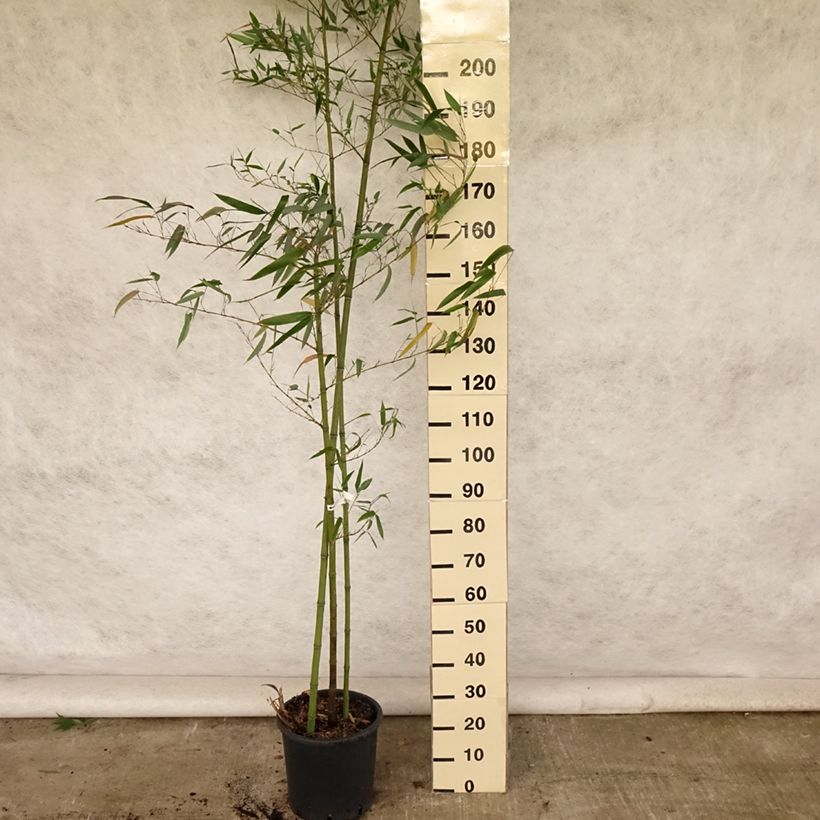 Exemplar von Gelber Furchen Bambus Huangwenzhu - Phyllostachys vivax Topf mit 4L/5L wie im Sommer geliefert
