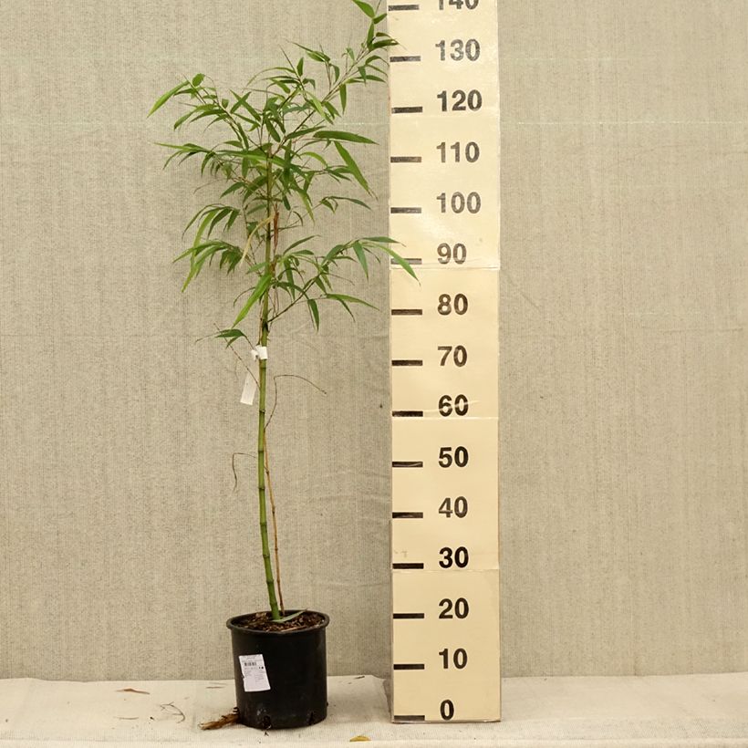 Exemplar von Gelber Furchen Bambus MacClure - Phyllostachys vivax Topf mit 4L/5L wie im Herbst geliefert