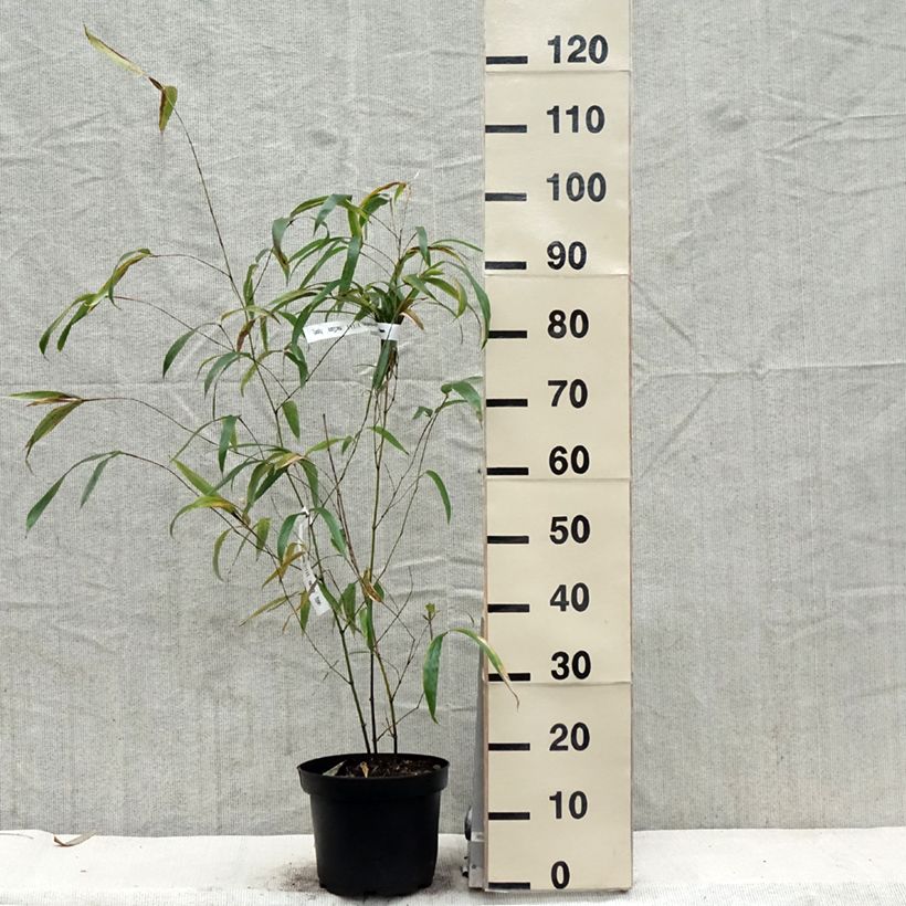 Exemplar von Gelber Furchen Bambus MacClure - Phyllostachys vivax Topf mit 4L/5L wie im Frühjahr geliefert