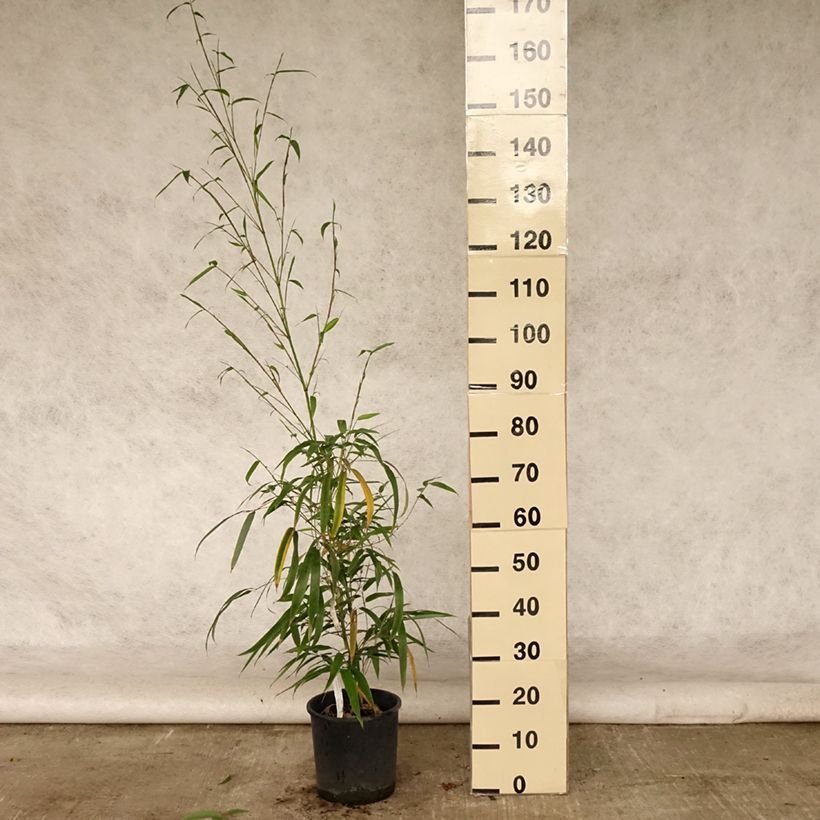 Exemplar von Gelber Furchen Bambus MacClure - Phyllostachys vivax Topf mit 12L/15L wie im Sommer geliefert