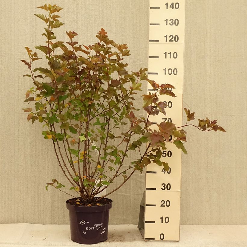 Exemplar von Blasenspiere Amber Jubilee - Physocarpus Topf mit 7,5L/10L wie im Sommer geliefert