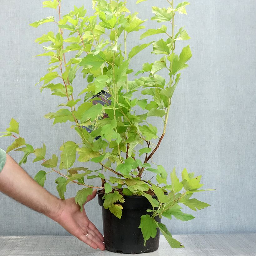 Exemplar von Blasenspiere Angel Gold - Physocarpus Topf mit 3L/4L wie im Sommer geliefert