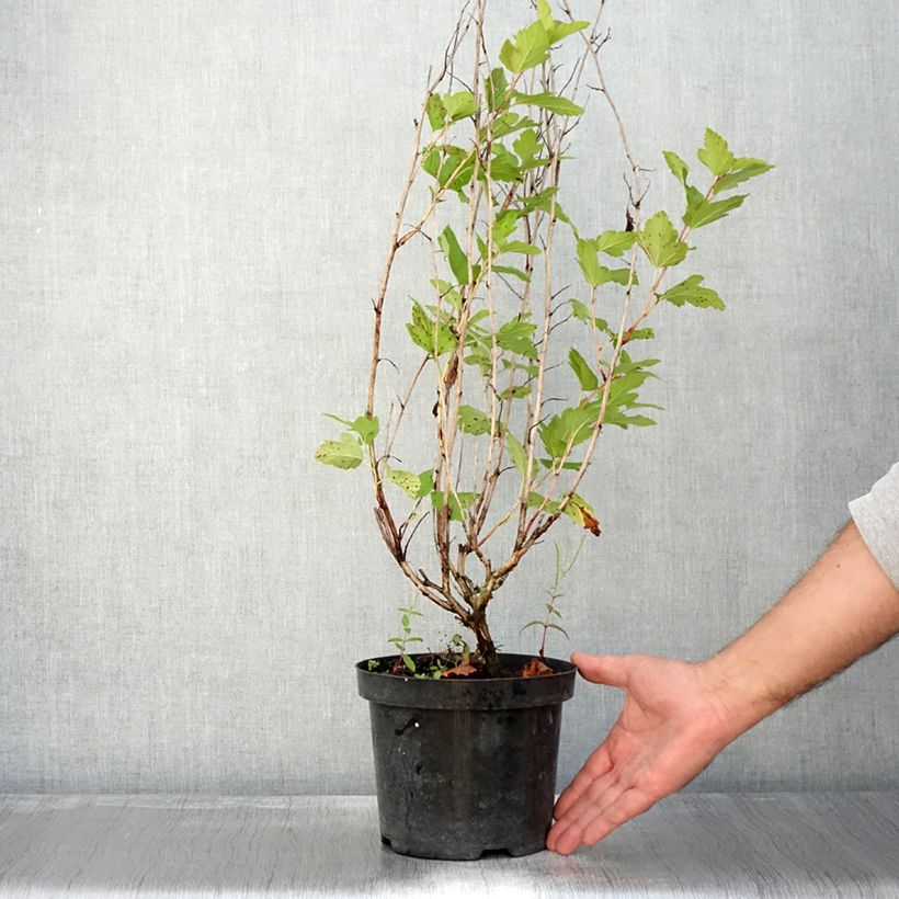 Exemplar von Blasenspiere Anny's Gold - Physocarpus Topf mit 3L/4L wie im Herbst geliefert