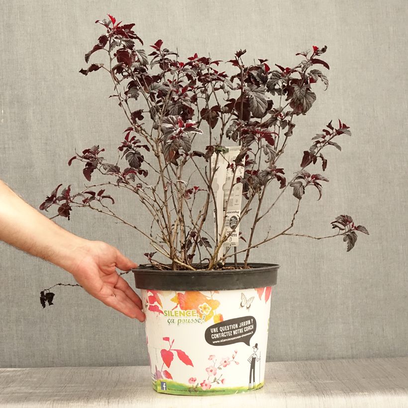 Exemplar von Blasenspiere Black light - Physocarpus Topf mit 7,5L/10L wie im Sommer geliefert