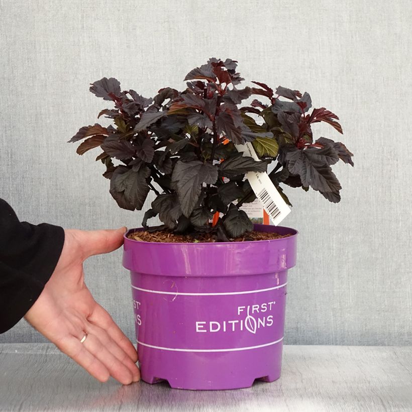 Exemplar von Blasenspiere Fireside 'UMN Harpell' First Editions® - Physocarpus Topf mit 3L/4L wie im Herbst geliefert