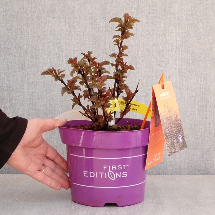 Exemplar von Blasenspiere Fireside 'UMN Harpell' First Editions® - Physocarpus Topf mit 3L/4LGelieferte Höhe ca. 40/50cm wie im Frühjahr geliefert
