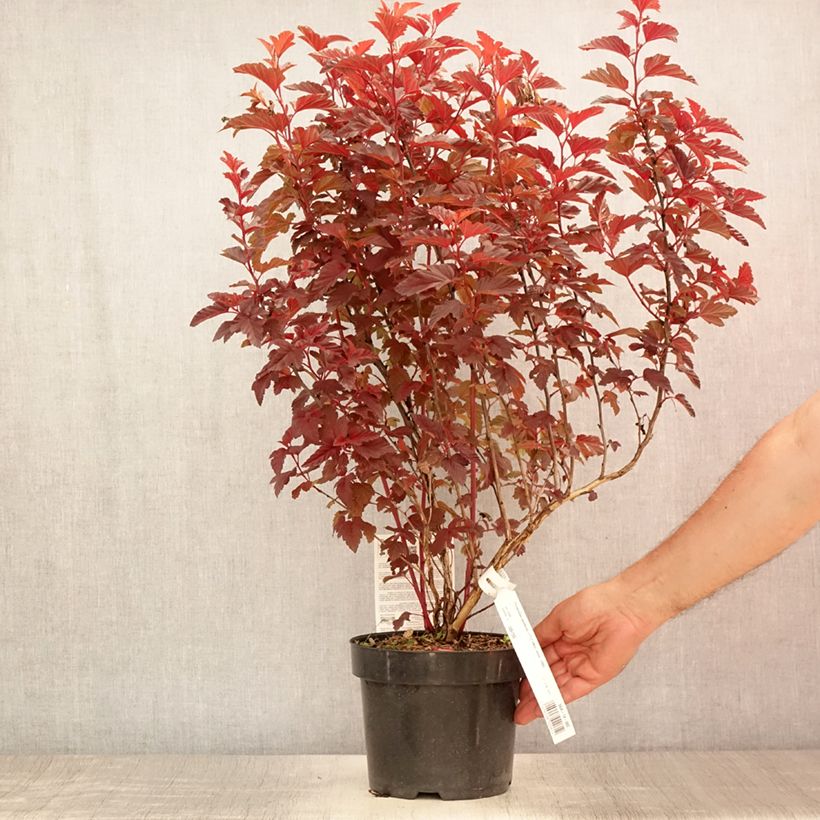 Exemplar von Blasenspiere Little Angel - Physocarpus Topf mit 2L/3L wie im Sommer geliefert