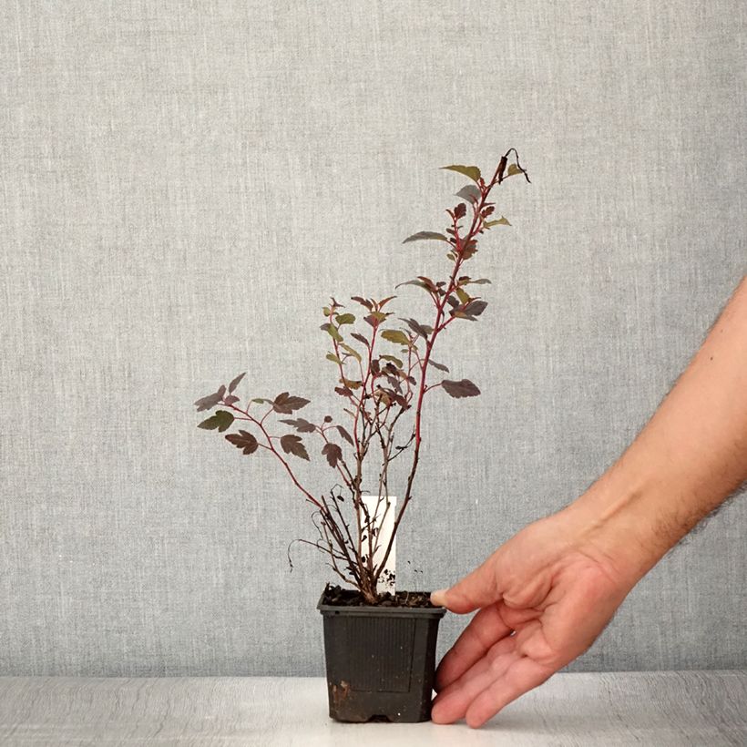 Exemplar von Blasenspiere Little Joker - Physocarpus Kleine Töpfe von 8/9 cm wie im Sommer geliefert