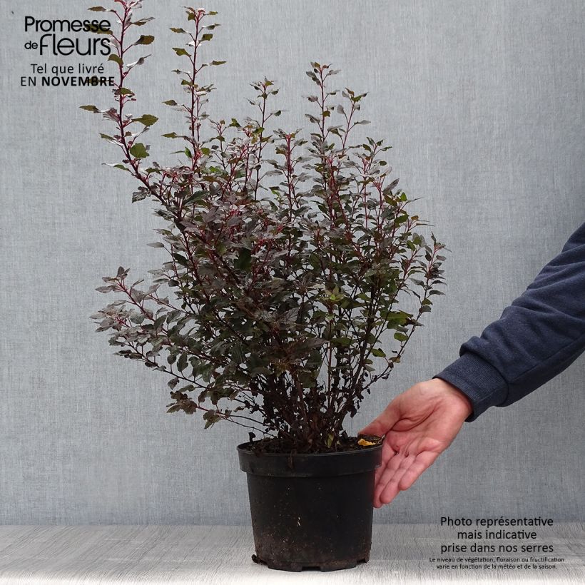 Exemplar von Blasenspiere Little Joker - Physocarpus Topf mit 2L/3L wie im Herbst geliefert