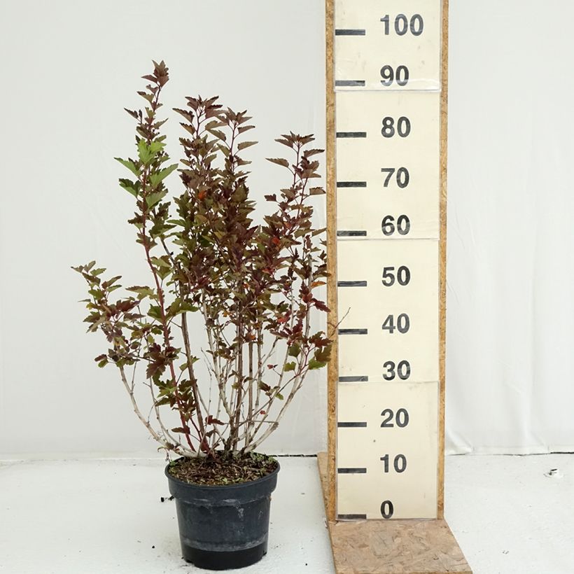 Exemplar von Blasenspiere LITTLE LEENA - Physcocarpus Topf mit 4L/5L wie im Sommer geliefert