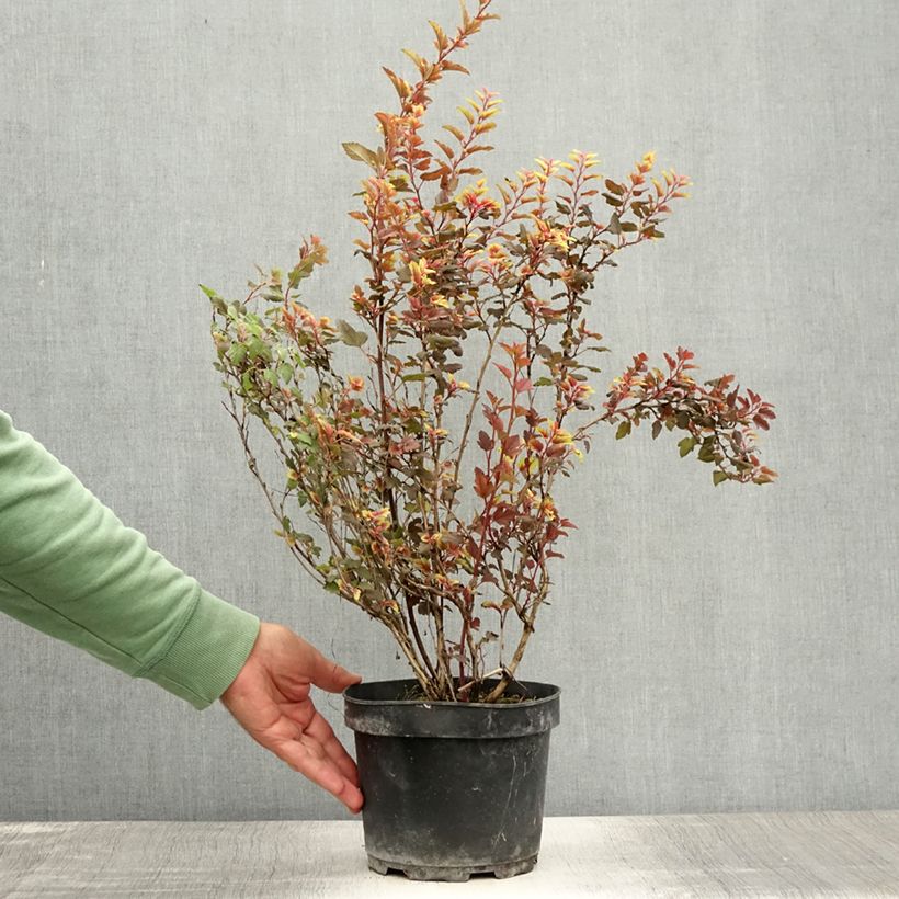 Exemplar von Blasenspiere Magic Sweet Cherry Tea - Physocarpus Topf mit 3L/4L wie im Sommer geliefert