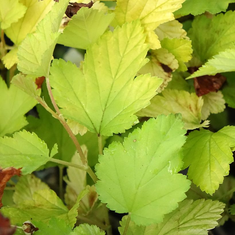 Blasenspiere Nugget - Physocarpus (Laub)