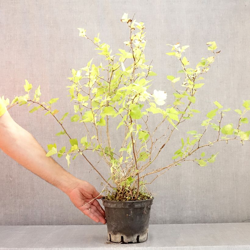 Exemplar von Blasenspiere Nugget - Physocarpus Topf mit 3L/4L wie im Sommer geliefert