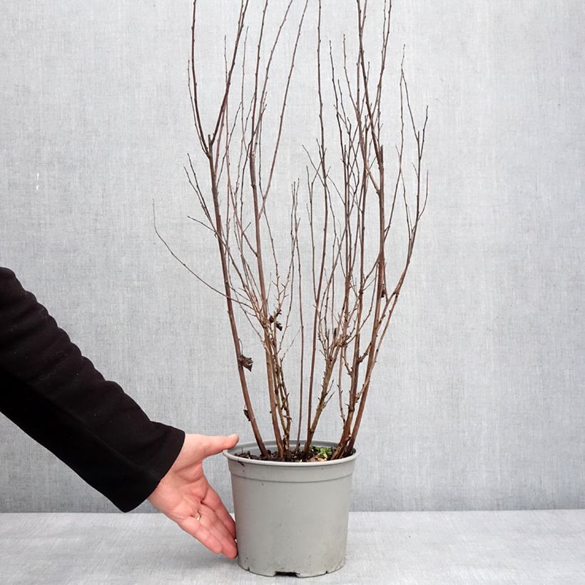Exemplar von Blasenspiere Tiny Wine - Physocarpus Topf mit 3L/4L wie im Winter geliefert