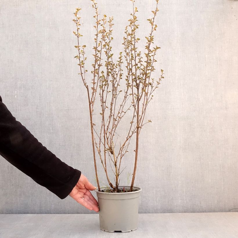 Exemplar von Blasenspiere Tiny Wine - Physocarpus Topf mit 3L/4LGelieferte Höhe ca. 30/40cm wie im Frühjahr geliefert