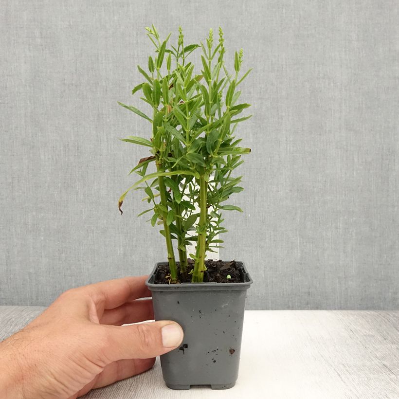 Exemplar von Physostegia virginiana Alba - Gelenkblume Kleine Töpfe von 8/9 cm wie im Sommer geliefert