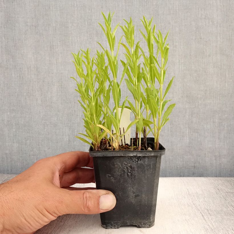 Exemplar von Physostegia virginiana Red Beauty - Gelenkblume Kleine Töpfe von 8/9 cm wie im Sommer geliefert