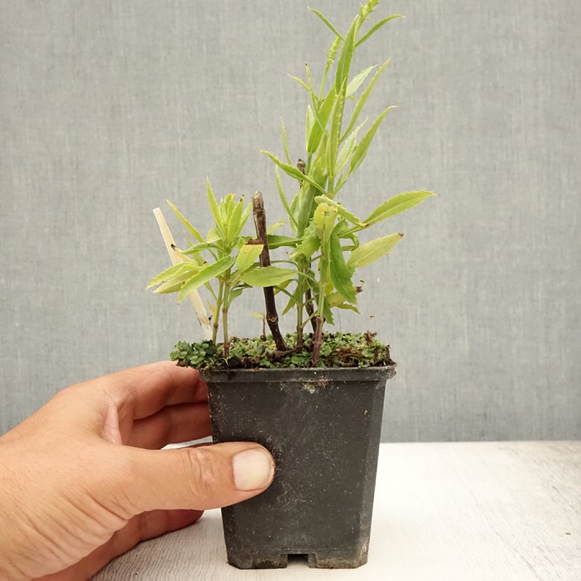 Exemplar von Physostegia virginiana Vivid - Gelenkblume Kleine Töpfe von 8/9 cm wie im Sommer geliefert
