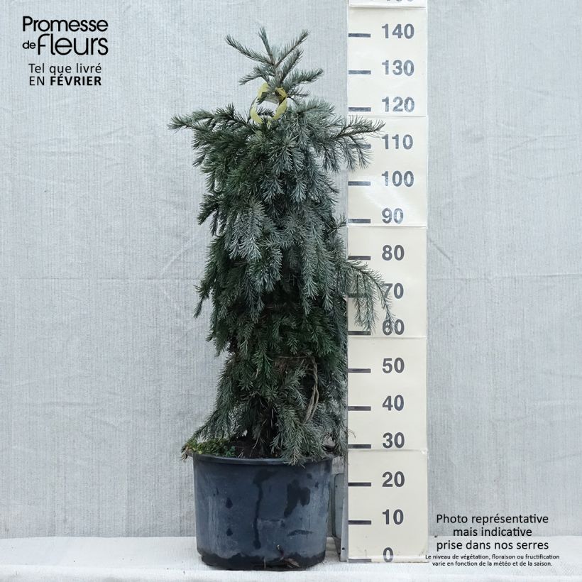 Exemplar von Picea breweriana Topf mit 3L/4L wie im Winter geliefert