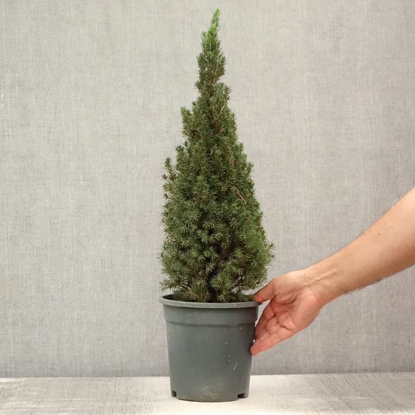 Exemplar von Picea glauca Laurin Topf mit 3L/4L wie im Sommer geliefert