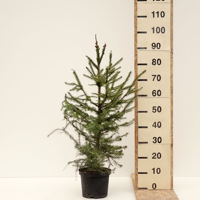 Exemplar von Picea omorika Topf mit 3L/4L wie im Winter geliefert