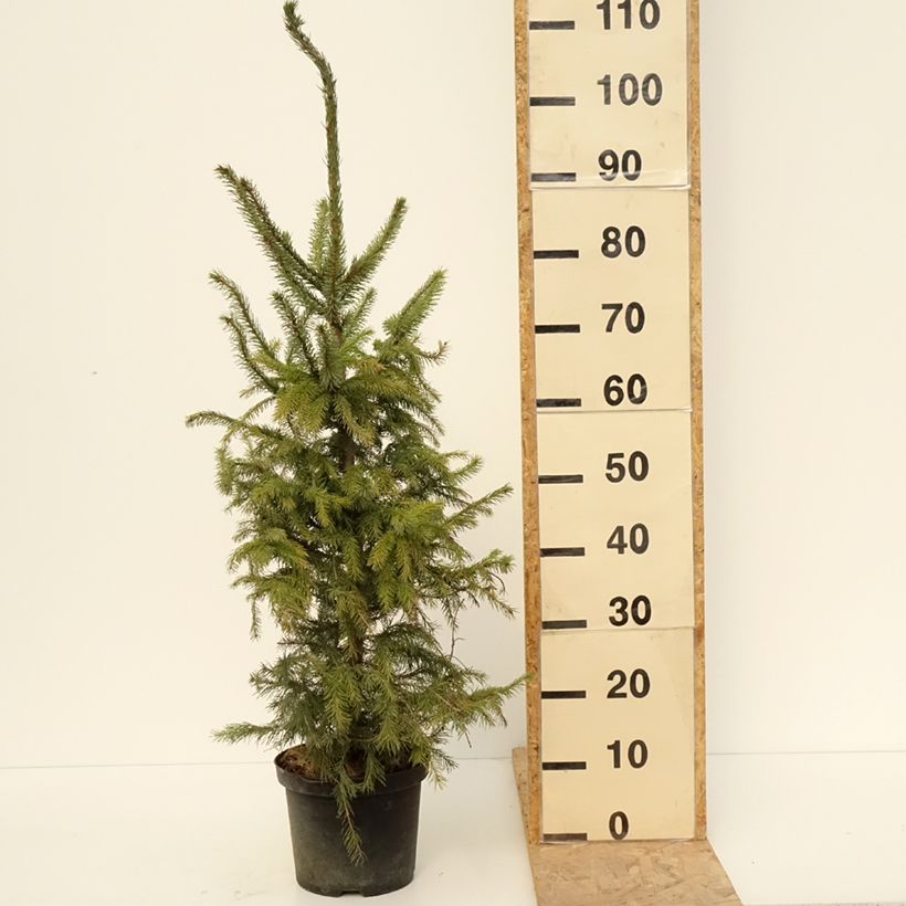 Exemplar von Picea omorika - Épicéa de Serbie Pot de 3L/4L wie im Frühjahr geliefert
