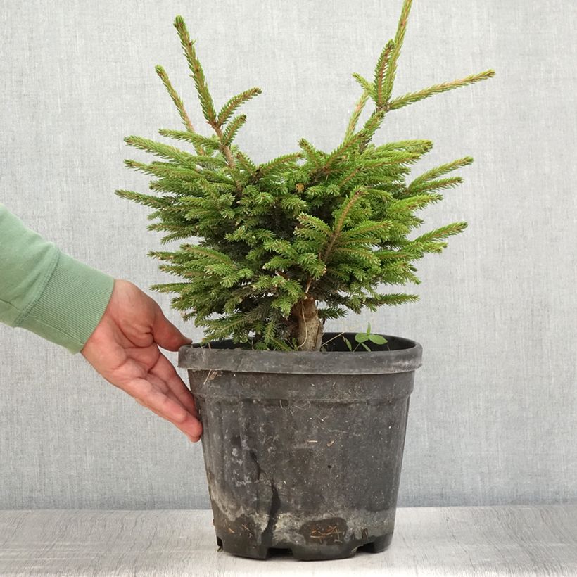 Exemplar von Picea orientalis Barnes - Sapinette d'Orient                          Pot de 3L/4LHauteur livrée env. 20/30cm wie im Sommer geliefert