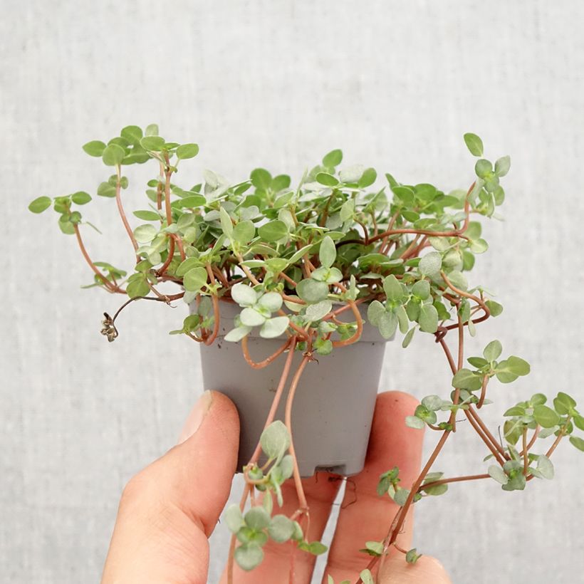 Exemplar von Pilea glaucophylla Greyzy - Kanonierblume Mini-plante wie im Frühjahr geliefert