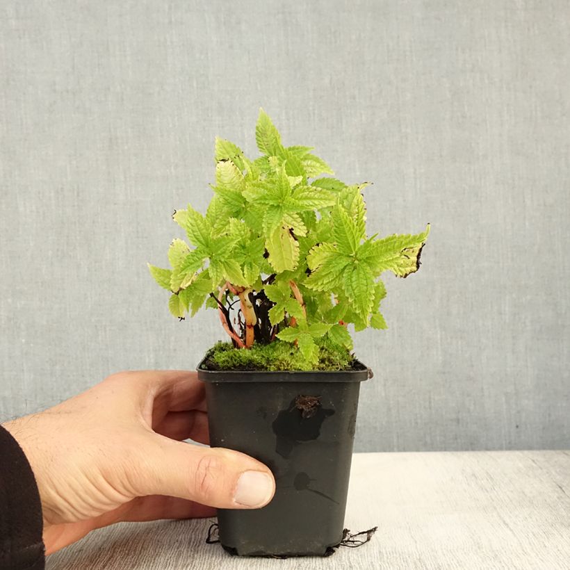 Exemplar von Pilea matsudai Taiwan Silver Kleine Töpfe von 8/9 cm wie im Herbst geliefert