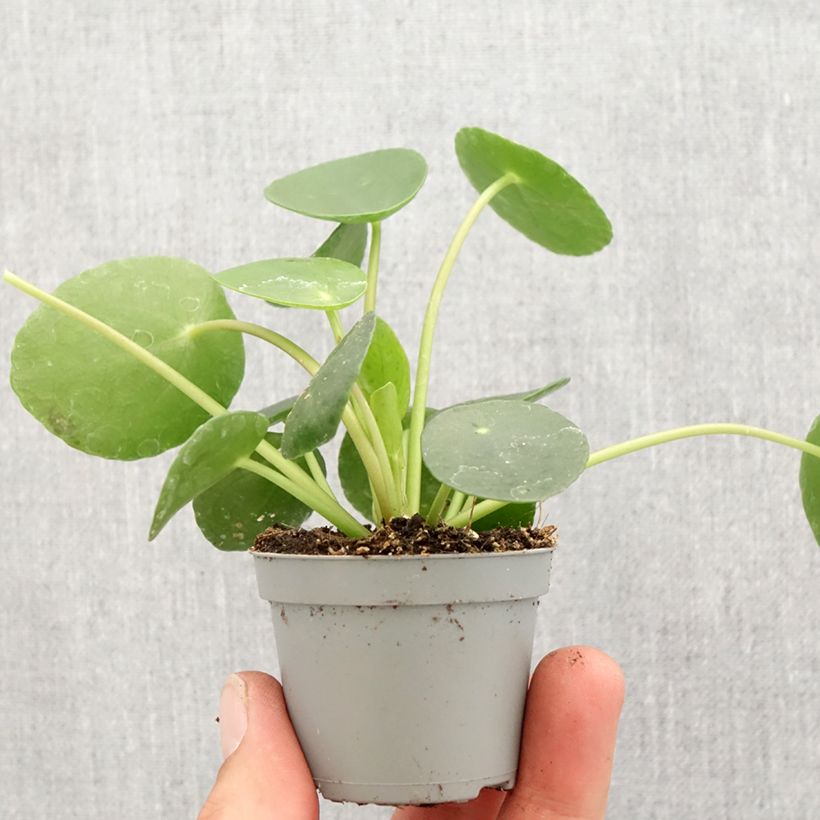 Exemplar von Ufo-pflanze - Pilea peperomioides Mini-plante wie im Frühjahr geliefert