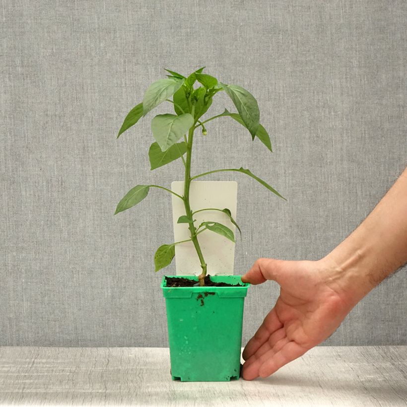 Exemplar von Chili Gorria (Veredelt) Topf 10 cm/11cm wie im Frühjahr geliefert