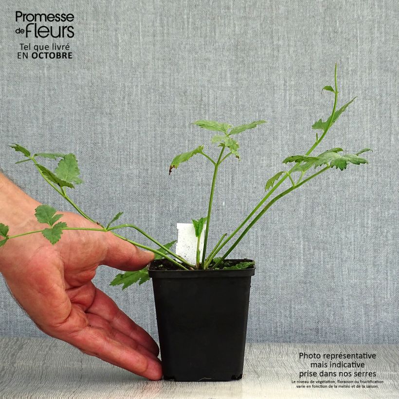 Exemplar von Pimpinella major Rosea - Große Bibernelle Kleine Töpfe von 8/9 cm wie im Herbst geliefert