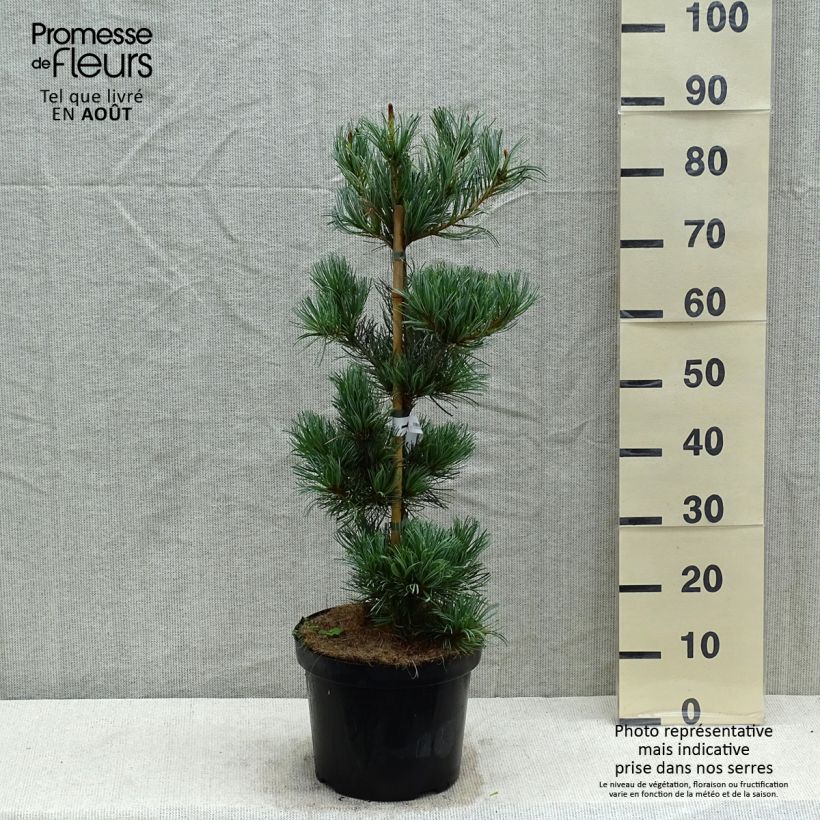Exemplar von Pinus parviflora Tempelhof - Mädchen-Kiefer Topf mit 7,5L/10L wie im Sommer geliefert