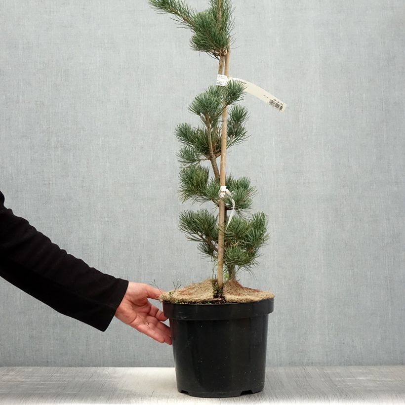 Exemplar von Pinus parviflora Tempelhof - Mädchen-Kiefer Topf mit 7,5L/10LGelieferte Höhe ca. 60/80cm wie im Frühjahr geliefert